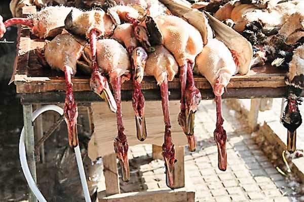 قتل عام پرندگان