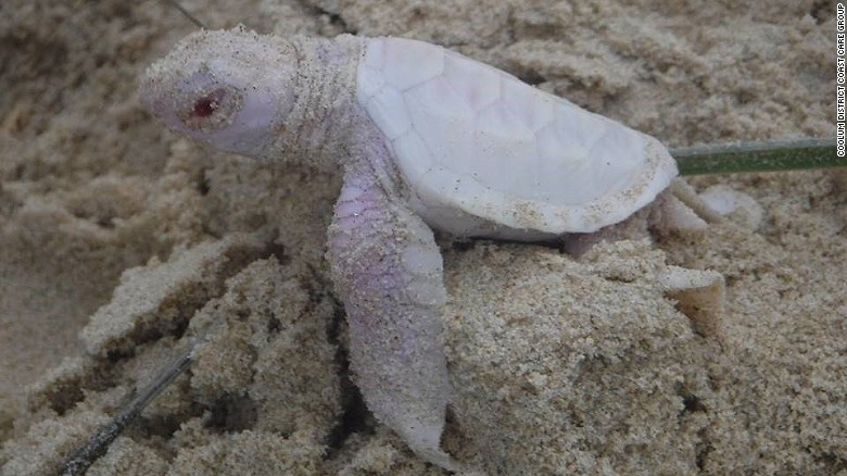 تصاویری از تولد بچه لاکپشت زال در سواحل استرالیا