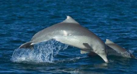 بچه دلفین قربانی سلفی گرفتن گردشگران شد