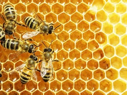 آفت‌کش‌ها بلای جان زنبورهای عسل 