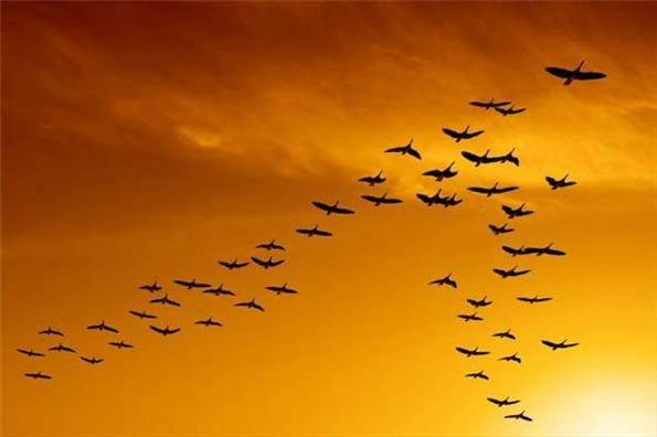 افزایش ۵۴ درصدی جمعیت پرندگان مهاجر در خراسان رضوی
