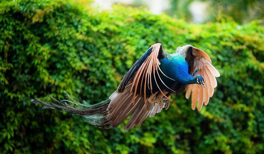 عکس | طاووس، زیبای پرنده
