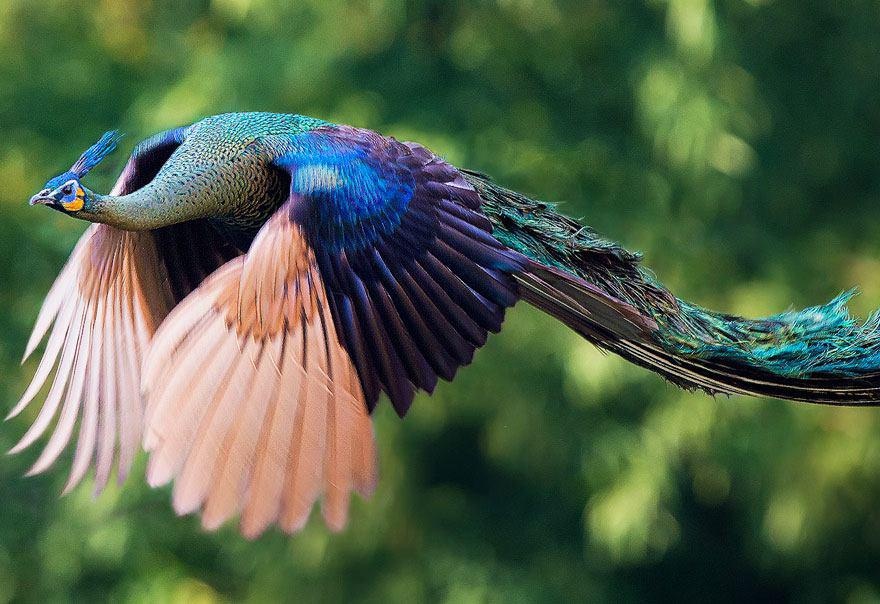 عکس | طاووس، زیبای پرنده