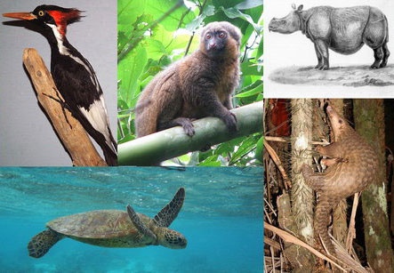 ۵ گونه در معرض خطر جدی انقراض  