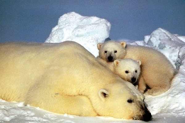 خستگی خرس‌های قطبی به دلیل گرمایش زمین 