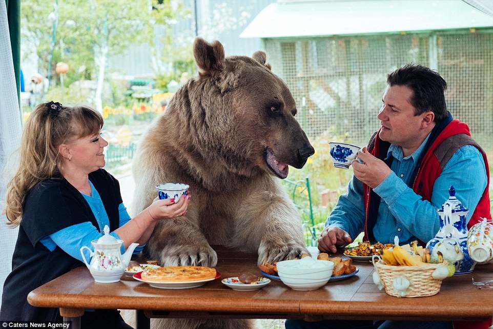 زندگی خانوادگی یک خرس 