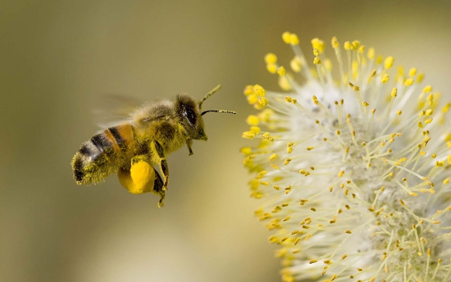 زنبورها قادر به حس میدان الکتریکی در گل‌ها هستند 