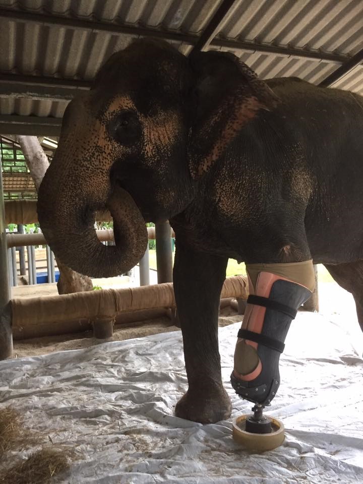 اولین پای مصنوعی جهان برای یک فیل