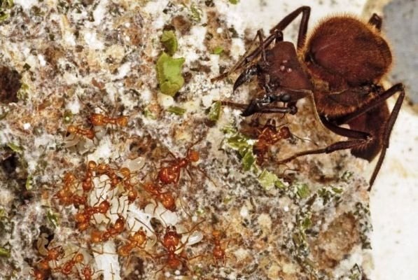 مورچه‌ها پس از انقراض دایناسورها کشاورز شدند