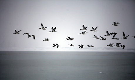 سرگردانی میلیون‌ها پرنده مهاجر، پیامد شرایط نامساعد در قطب شمال