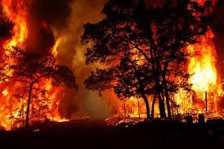 دو تا پنج سال حبس برای عاملان آتش‌سوزی در جنگل‌ها 