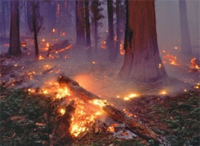 آتش سوزی جنگل