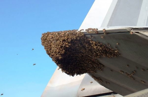 زنبورها پیشرفته‌ترین جنگنده جهان را زمین‌گیر کردند
