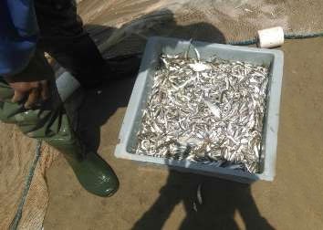 ۵۰۰ هزار بچه ماهی از درون تالاب بین‌المللی هامون جمع‌آوری شد