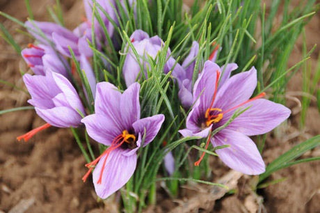 موفقیت محققان کشور در تولید ارگانیک گیاه زعفران