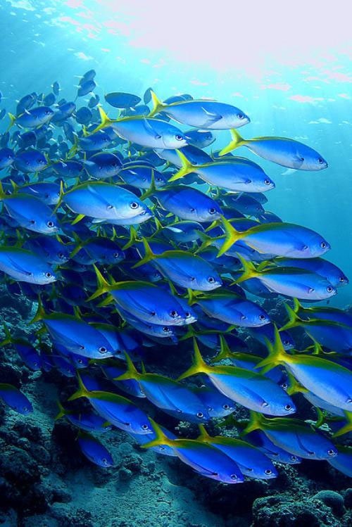 گرم شدن آب دریاها کوچ ماهی‌ها را افزایش داده است 