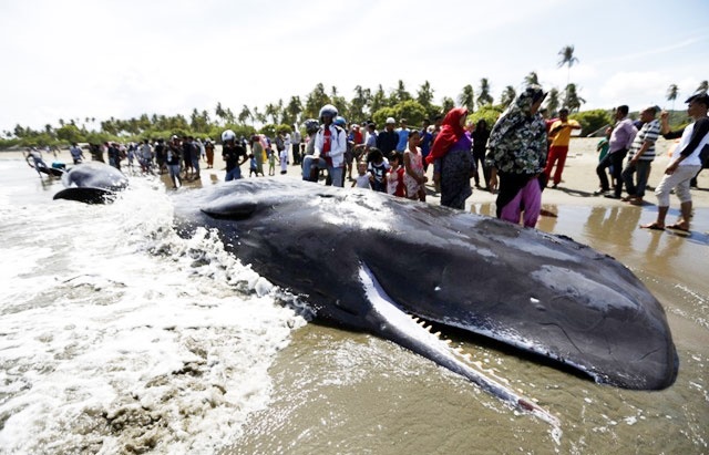 خودکشی گروهی نهنگ‌ها در سواحل آچه اندونزی  