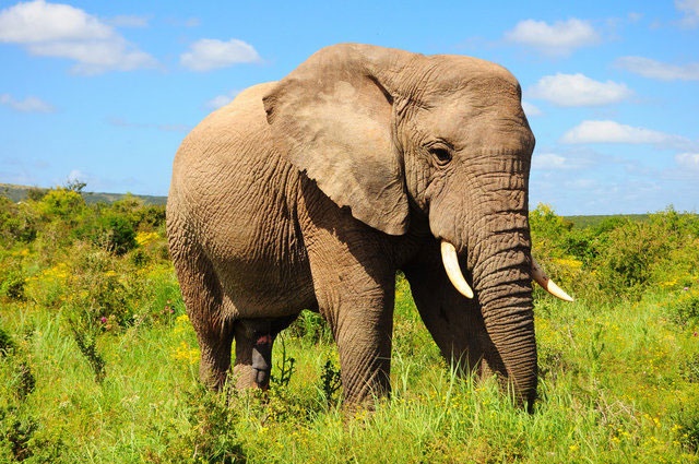 تصمیم جنجالی دولت ترامپ برای واردات مجدد لاشه فیل به آمریکا