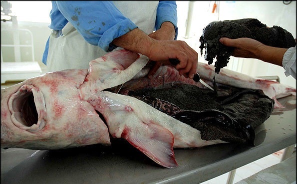 تصاویر استخراج خاویار از شکم ماهی هیولای ۹۰ کیلویی در لرستان | قد این ماهی از قد یک انسان بالغ بزرگ‌تر است