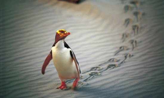 کاهش نگران‌کننده کمیاب‌ترین گونه پنگوئن