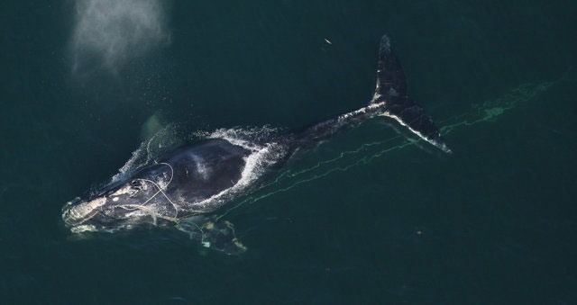 خطر انقراض در کمین نهنگ شکار اطلس شمالی 