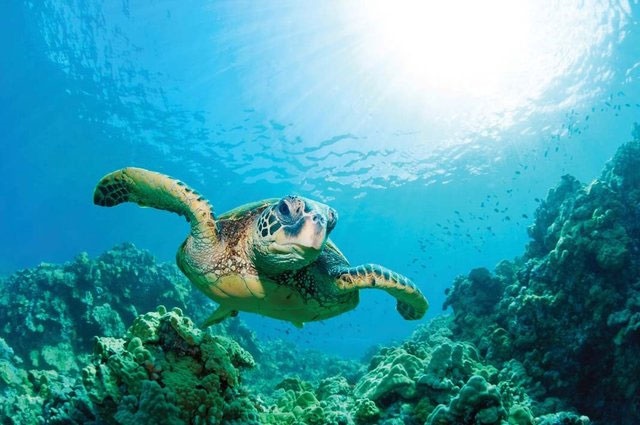تلف شدن سالانه صدها لاک‌پشت بر اثر زباله‌های انسانی 