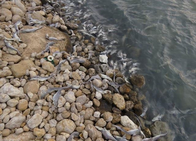 خطر انقراض نسل کوسه‌ ماهی در خلیج فارس 