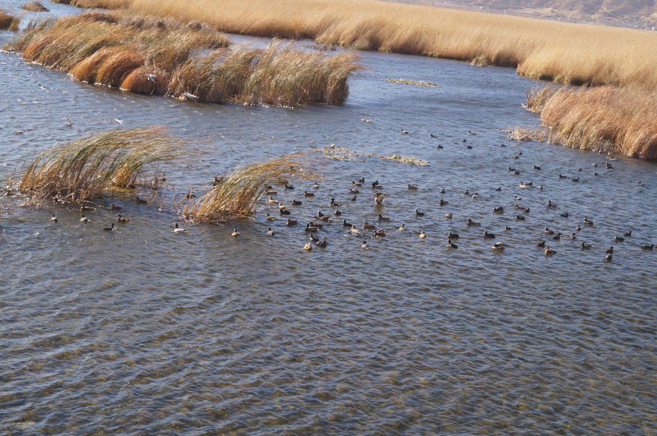 تالاب زریبار مریوان میزبان ۵۰۰ اردک بلوطی