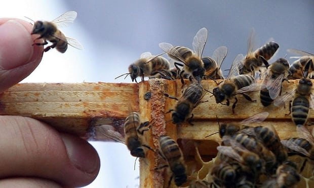 زنگ خطر کاهش جمعیت گونه‌ای از زنبورها بر اثر آفت‌کش‌