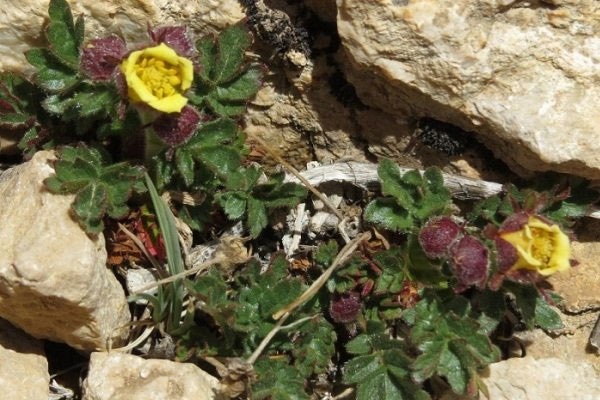 گونه جدیدی از گل سرخ در ایران کشف شد 