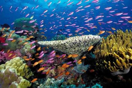مرجان‌ها تا سال ۲۱۰۰ می‌میرند
