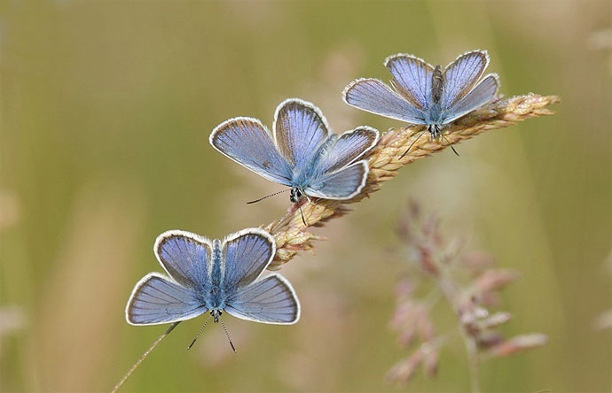 کاهش تعداد پروانه‌ها در انگلستان