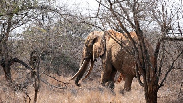 کشته شدن فیل آفریقایی کمیاب در کنیا 