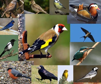 خطر انقراض برای ۱۹۲ گونه از پرندگان 
