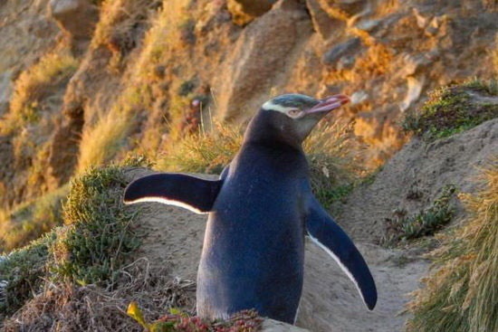 خطر انقراض در کمین پنگوئن چشم زرد 
