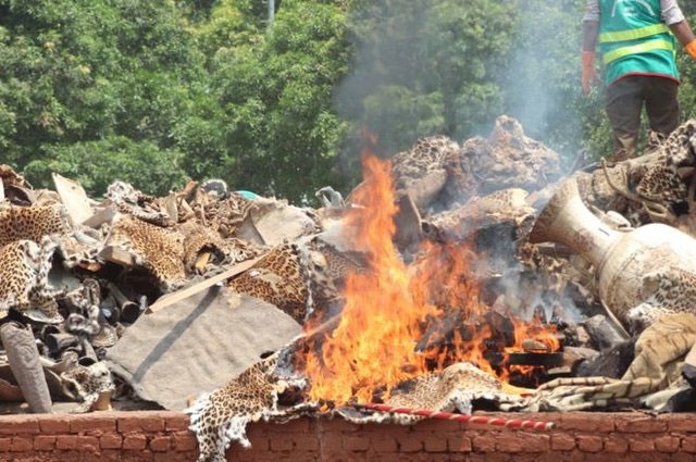 سوزاندن انبار پوست ببر و شاخ کرگدن در نپال 