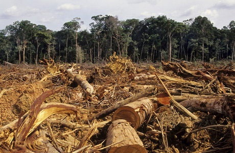 جنگل‌زدایی عامل انقراض گسترده گونه‌ها در جهان خواهد بود 