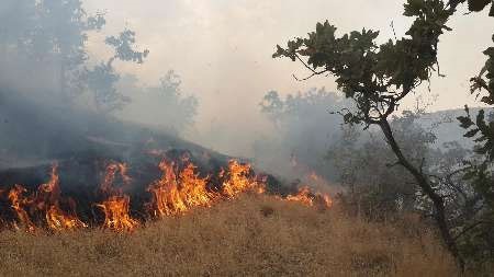 هشت هزار متر مربع جنگل سوزنی برگ تالاب لپو بهشهر در آتش سوخت