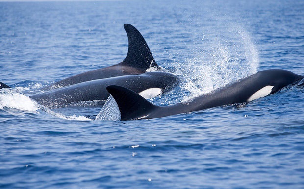 خلیج فارس میزبان نهنگ قاتل 