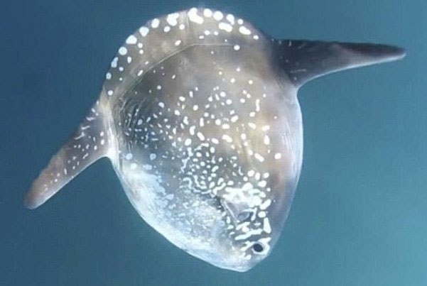 کشف ماهی‌ عظیم‌الجثه که ۱۳۰سال‌ از دانشمندان فراری بود