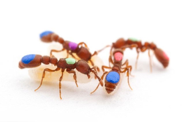 اصلاح ژنتیکی مورچه‌ها برای اولین بار