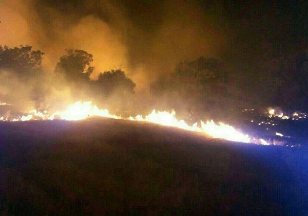 ۵۰ درصد آتش‌سوزی جنگل‌ها در خوزستان است