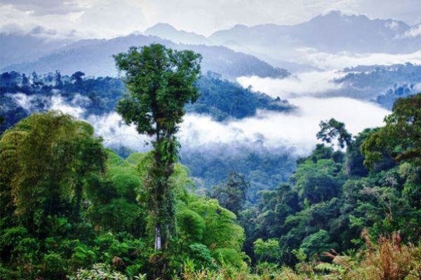 درختان آمازون باران تولید می‌کنند