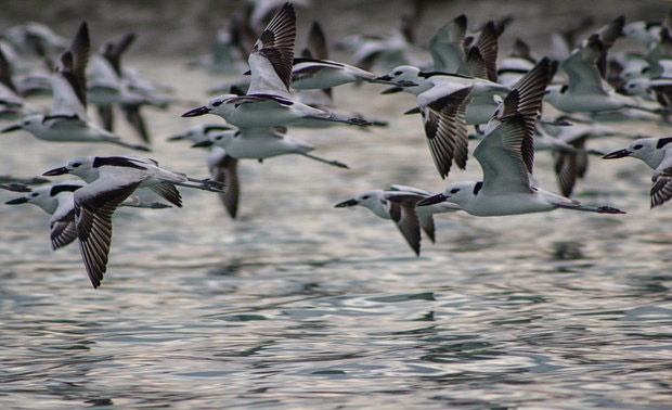 ۱۰ هزار قطعه پرنده به تالاب استیل آستارا مهاجرت کردند 