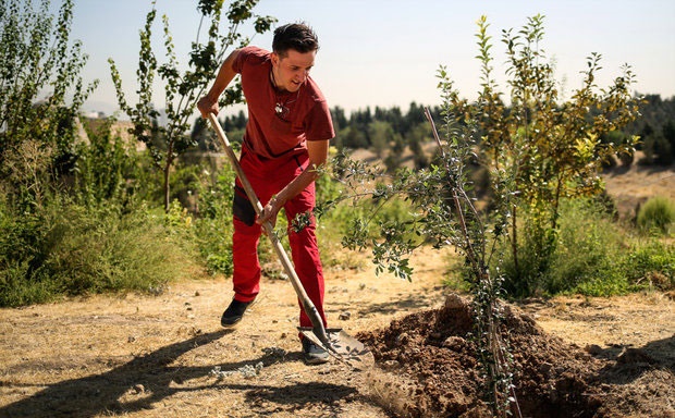 دوچرخه‌سوار آلمانی در حمایت از یوزهای ایرانی درخت زیتون کاشت