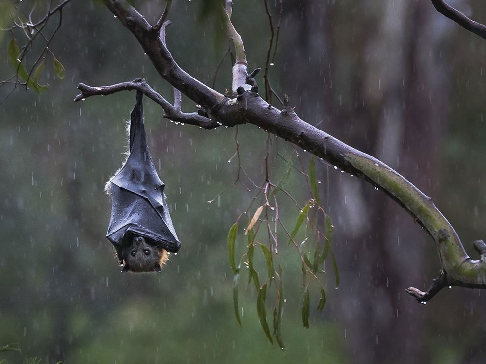 نقش خفاش‌ها در پیشگیری از بیابان‌زایی