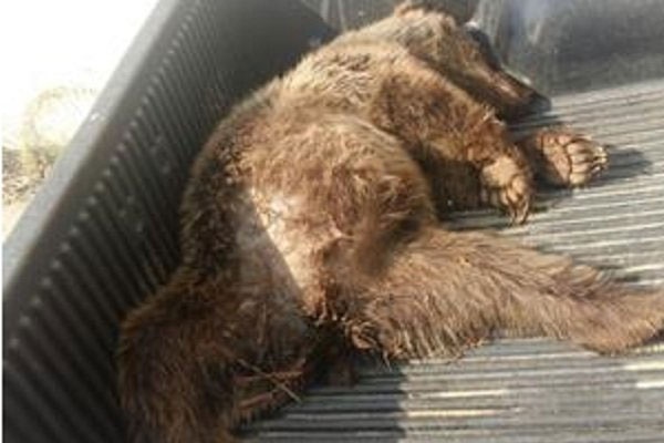 عامل شکار خرس قهوه‌ای به تحمل دو سال حبس محکوم شد 