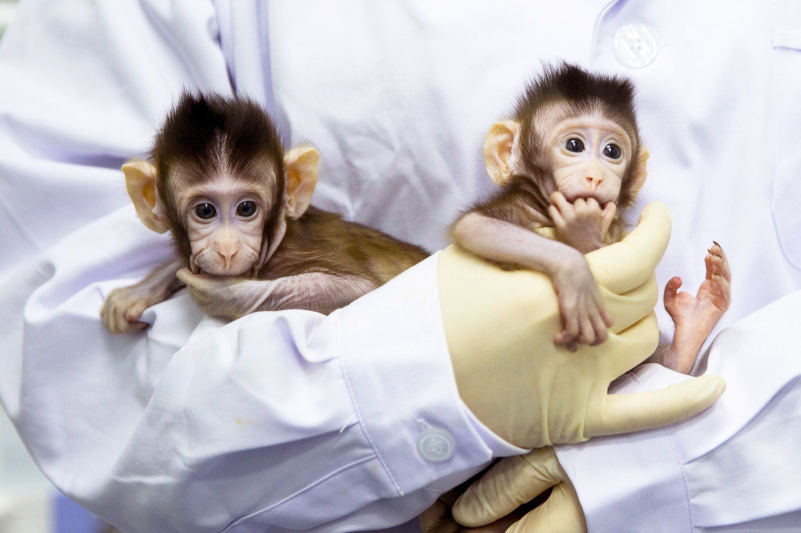 نخستین شبیه‌سازی میمون در چین انجام شد