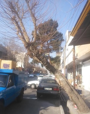 رفع خطر بیش از ۵۰ درخت در خیابان ها و معابر منطقه ۱۹