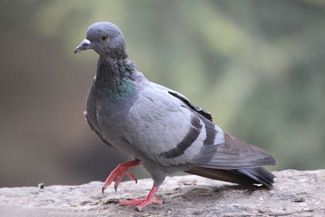 مرگ بیش از ۵۰۰۰ کبوتر در اسلام‌آباد 